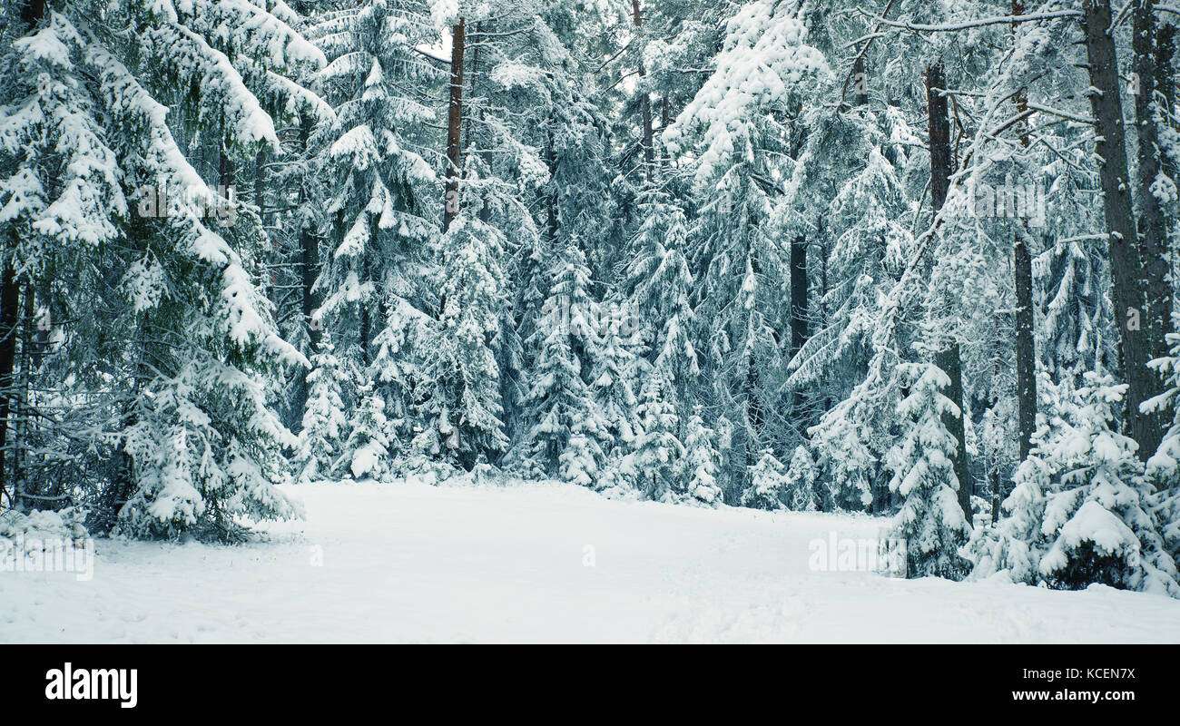 Pine trees covered with snow Stock Photo - Alamy
