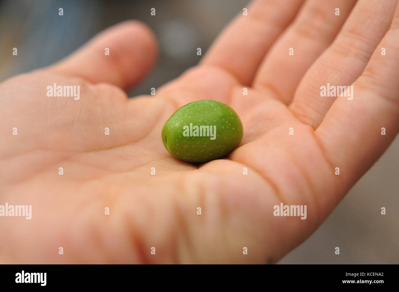 Hand holding a freshly picked green olive Stock Photo