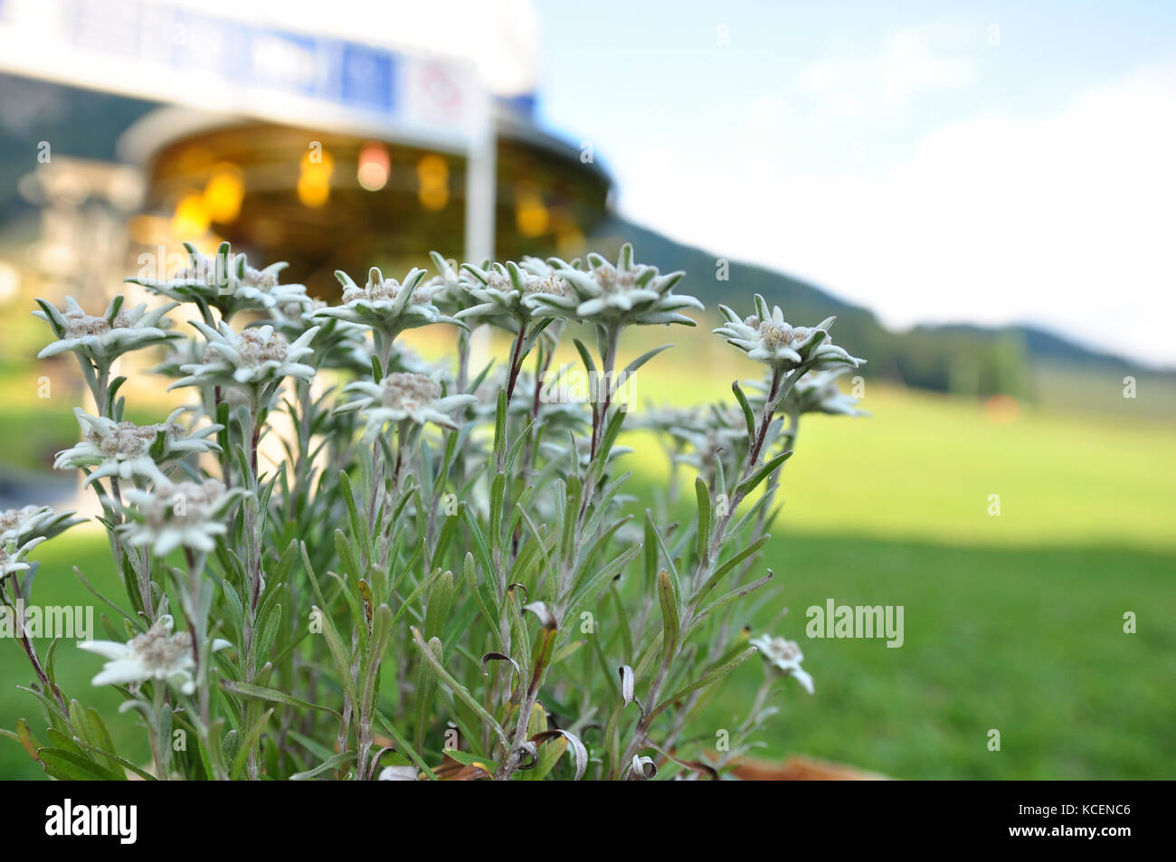 Edelweiss flower in the summer on the alpine field and ski resort Stock Photo