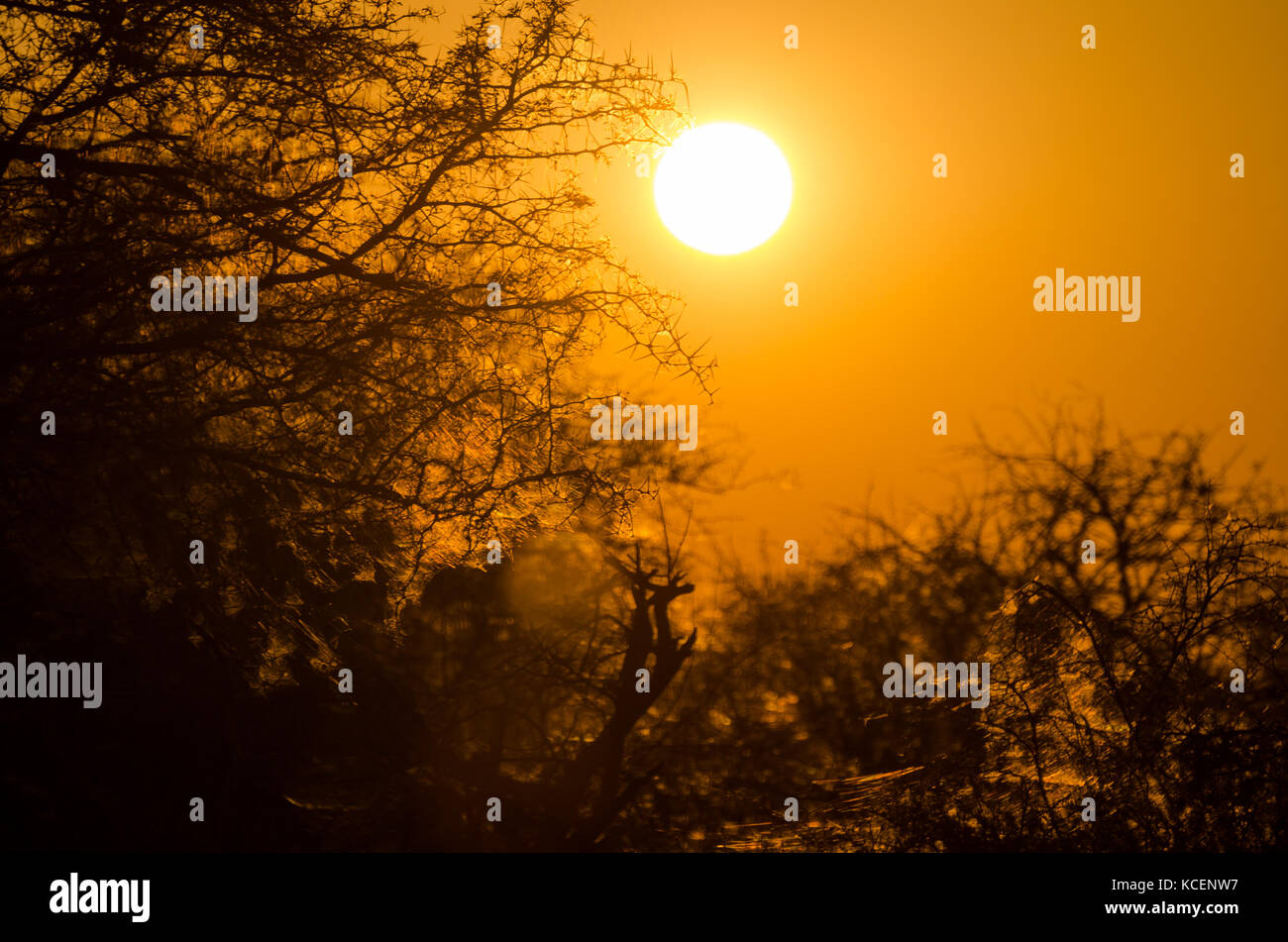 Beautiful red orange sunrise over silhouette of thorny trees with spider webs in Etosha National Park, Namibia, Africa Stock Photo