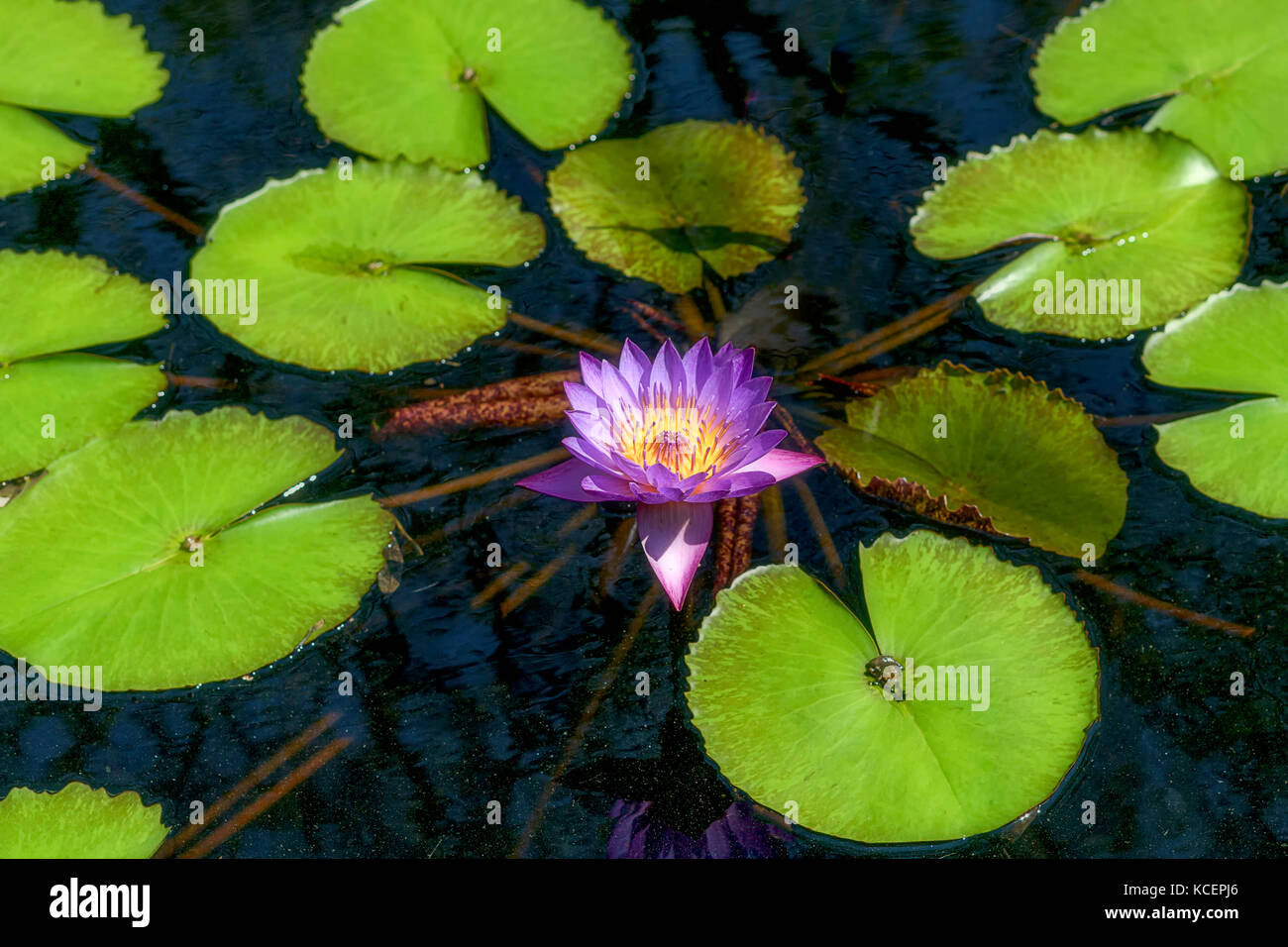 The lily pads are in full bloom at the botanical gardens in Birmingham, Al. Stock Photo