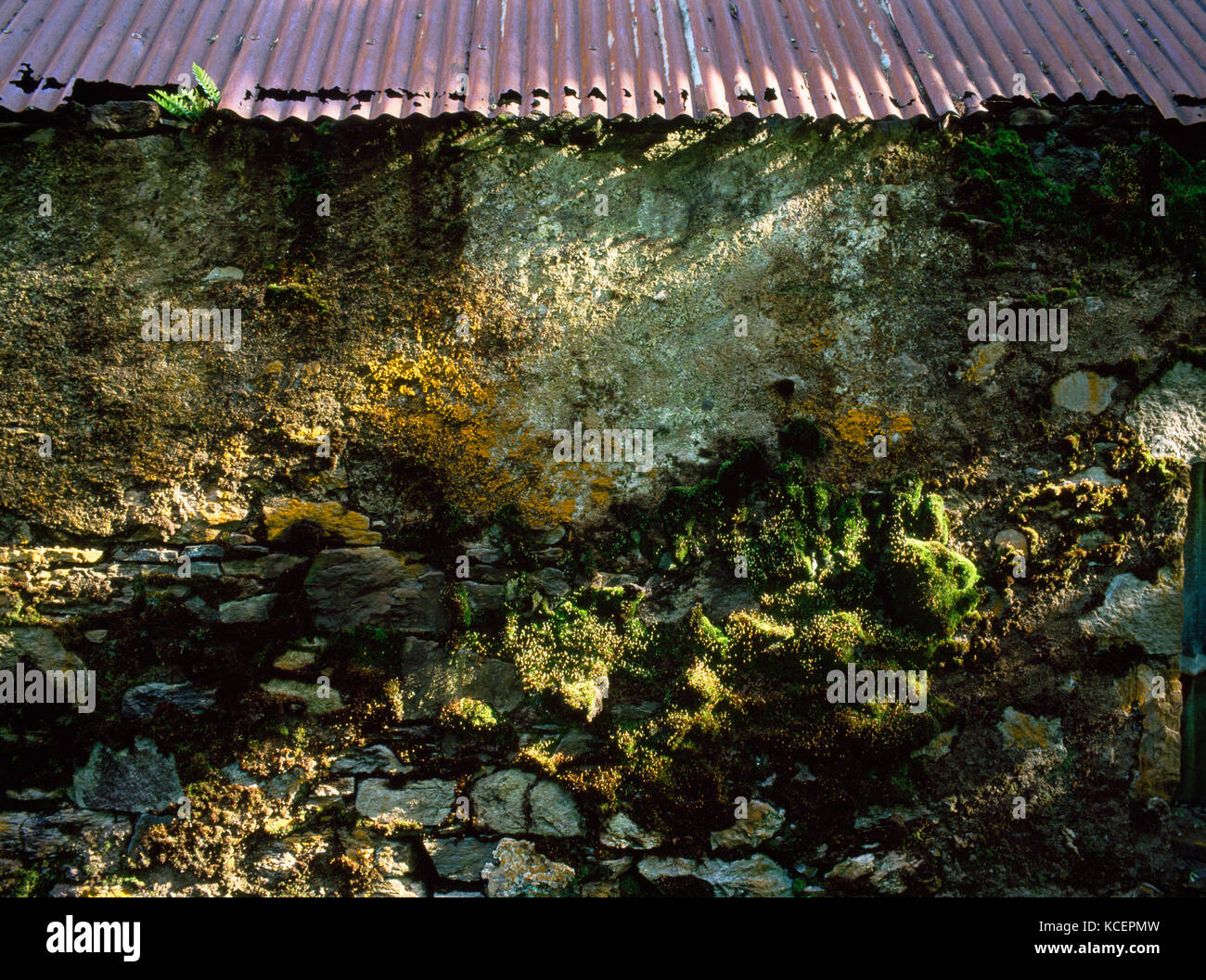 Shaded and damp north wall of ruined building with rusted tin roof and stone & mortar wall covered in lichen and moss. Stock Photo