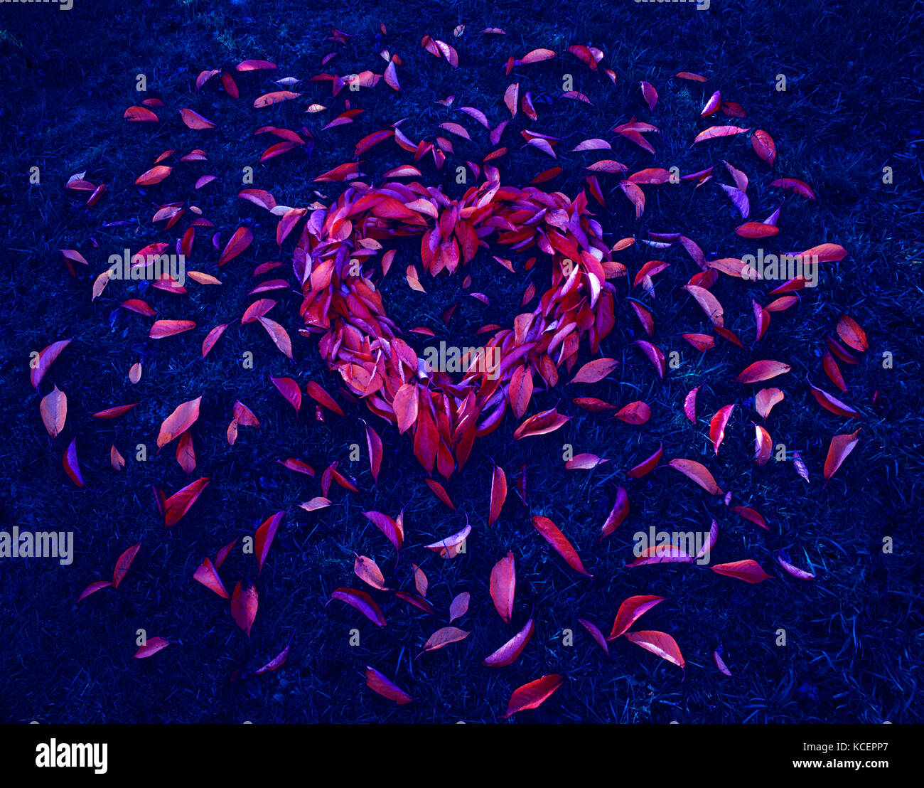 Heart shape made from fallen autumn leaves arranged on grass. False colour. Stock Photo