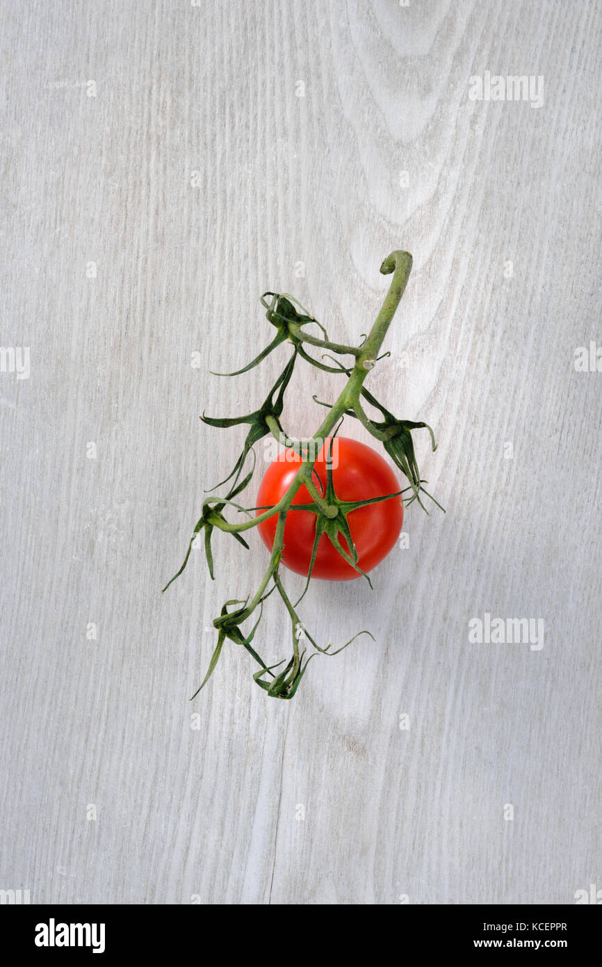 Last remaining tomato attached to vine. Bought from supermarket. the vine is starting do dry and shrivel, but the last  tomato is still fresh. Stock Photo