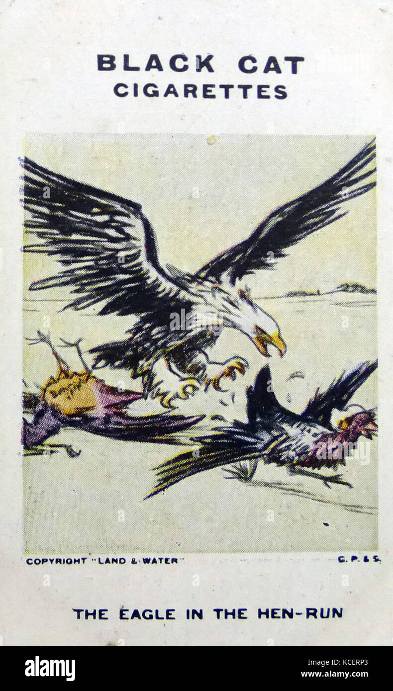black eagle cigarette Black Cat Cigarettes, World war One, propaganda card showing: The Eagle in  the Hen-Run. German Eagle: 'Come along, Dutch chicken, we will easily  arrange an agreement.' The Chicken: 'Yes, in your stomach.'