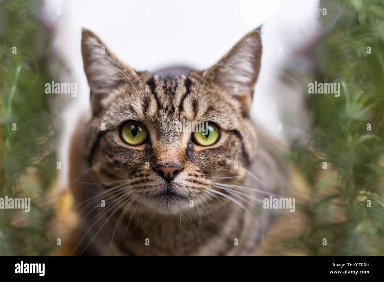 A close up portrait image of a crouching tabby cat Stock Photo - Alamy