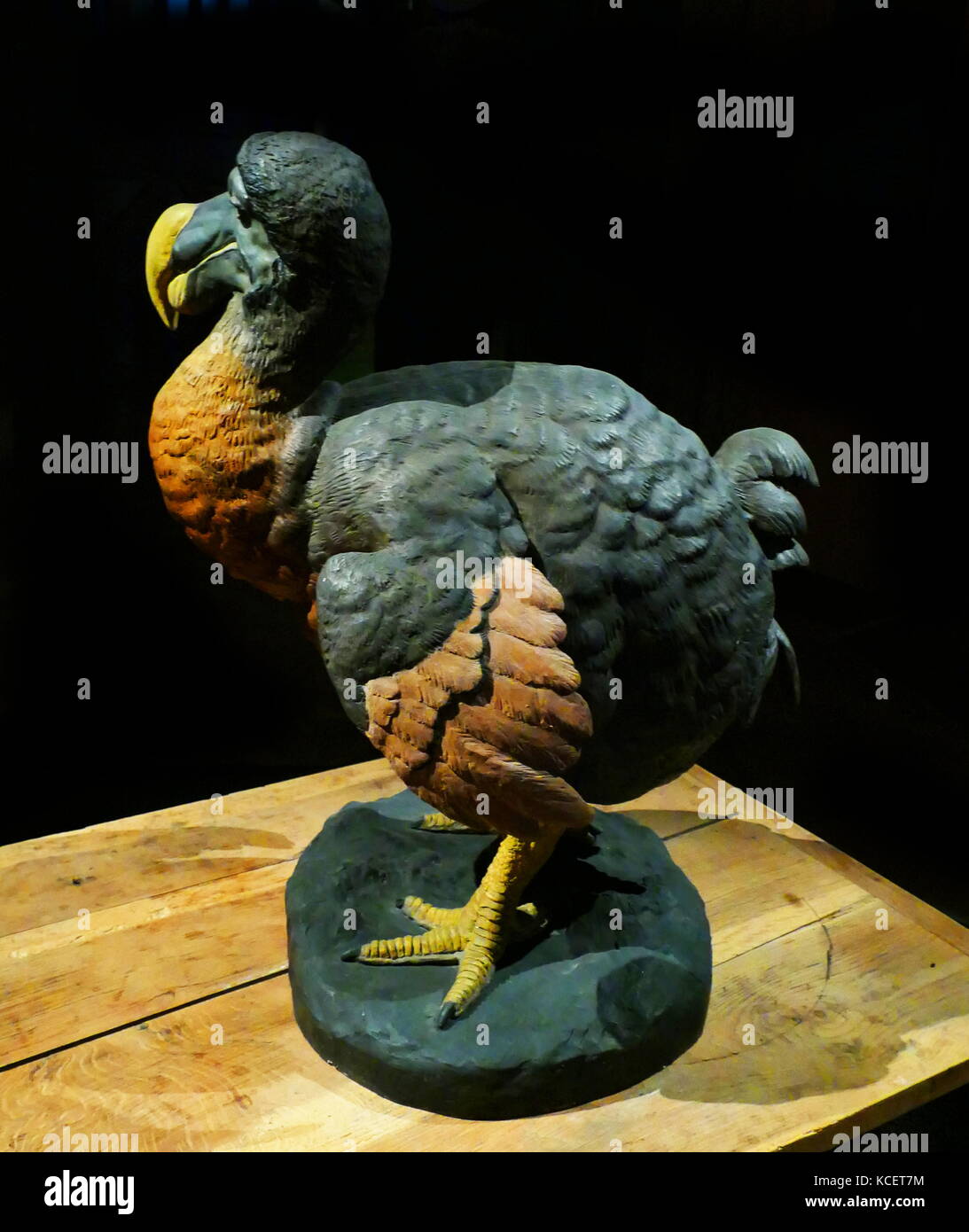 The dodo (Raphus cucullatus) is an extinct flightless bird that was endemic to the island of Mauritius, east of Madagascar in the Indian Ocean Stock Photo
