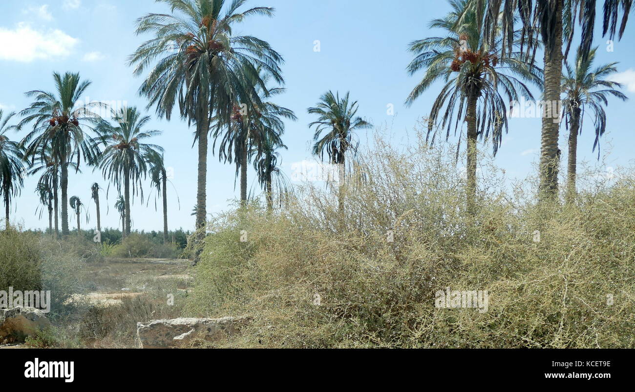 Palm trees at kibbutz Revivim in the Negev desert, in southern Israel. The community was formed in 1943 as one of the three lookouts, and was initially named Tel HaTzofim. During the 1948 Arab–Israeli War, Revivim fell behind Egyptian lines for several months Stock Photo