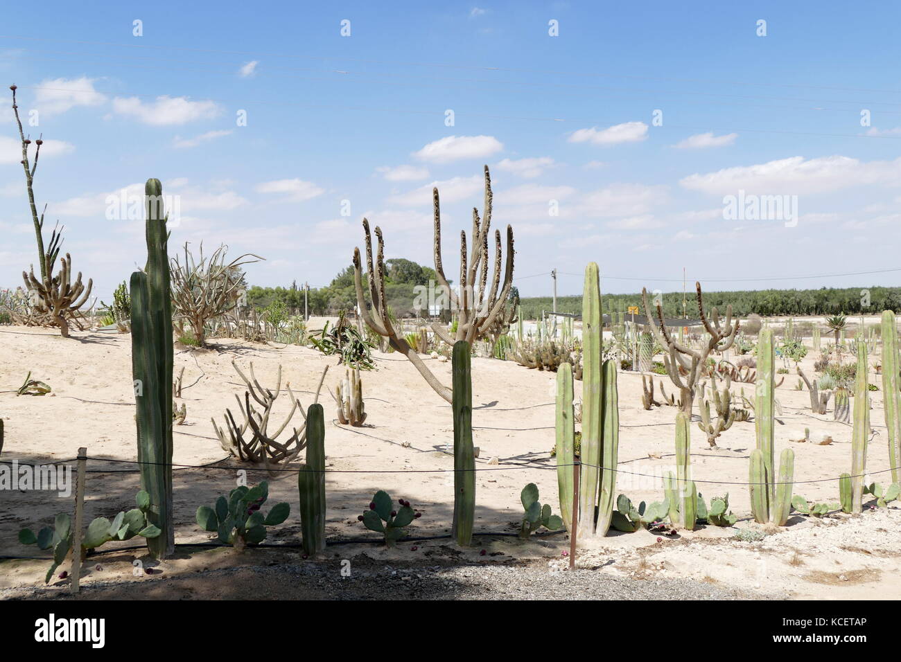 Cactus garden at kibbutz Revivim in the Negev desert, in southern Israel. The community was formed in 1943 as one of the three lookouts, and was initially named Tel HaTzofim. During the 1948 Arab–Israeli War, Revivim fell behind Egyptian lines for several months Stock Photo