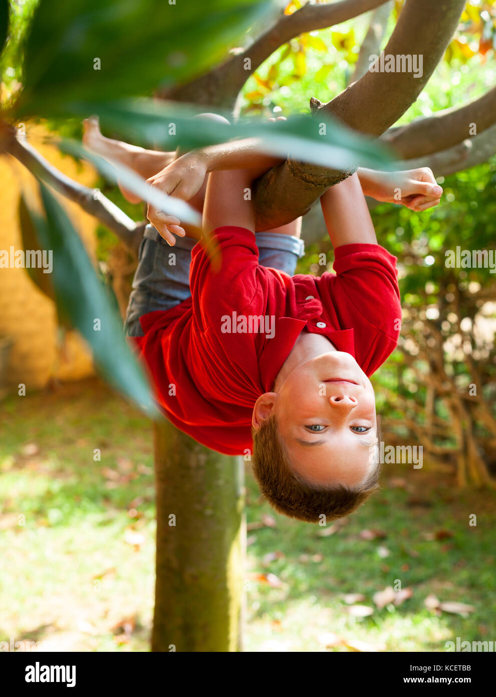 Boy hanging from a tree branch in a summer garden Stock Photo
