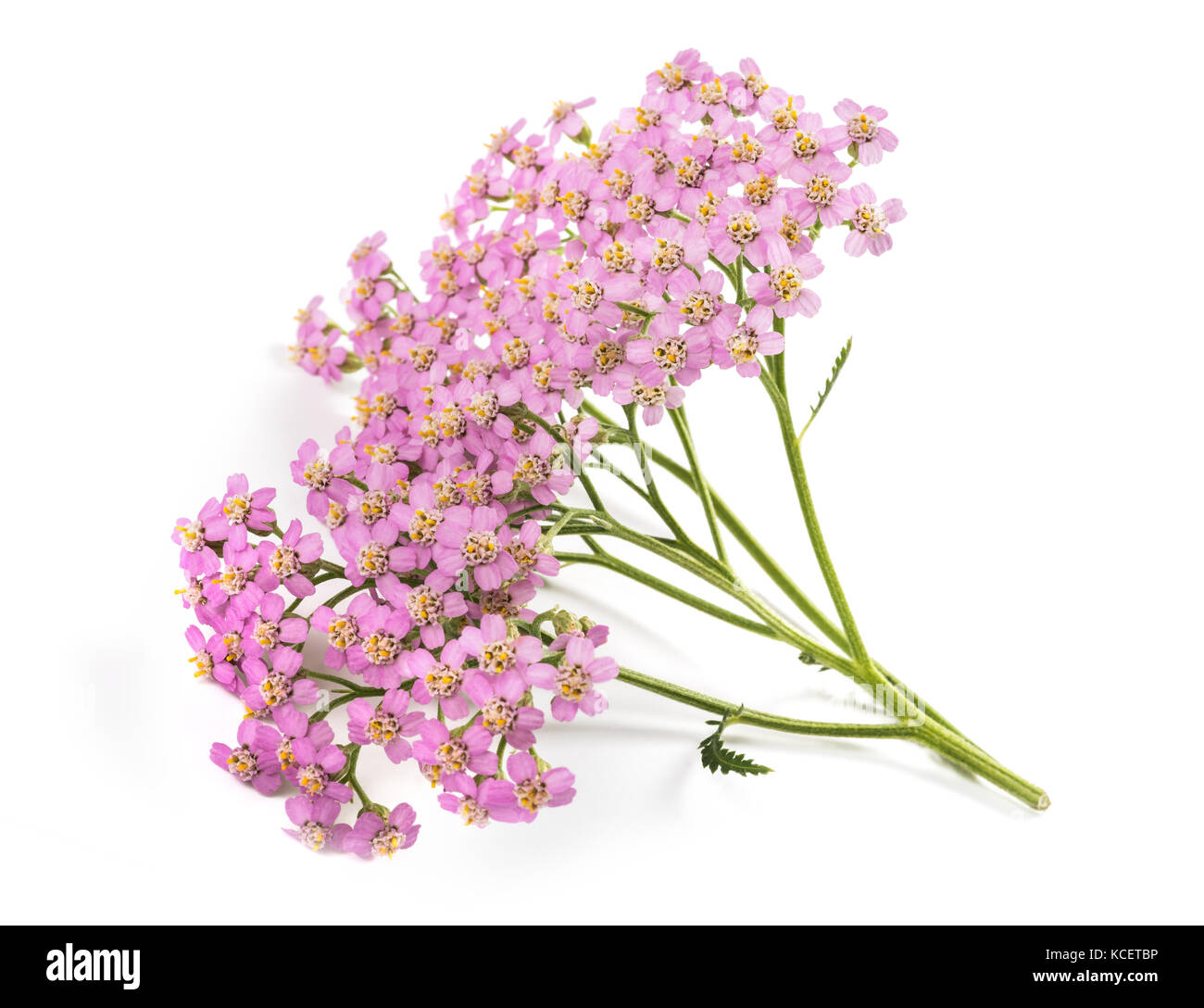 Pink  yarrow flowers isolated  on  white background Stock Photo