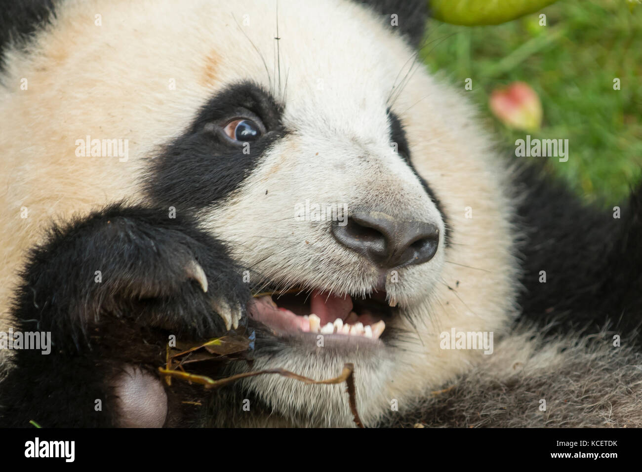 Giant Panda, Ailuropoda melanoleuca, at Panda Research Base, Chengdu, Sichuan, China Stock Photo