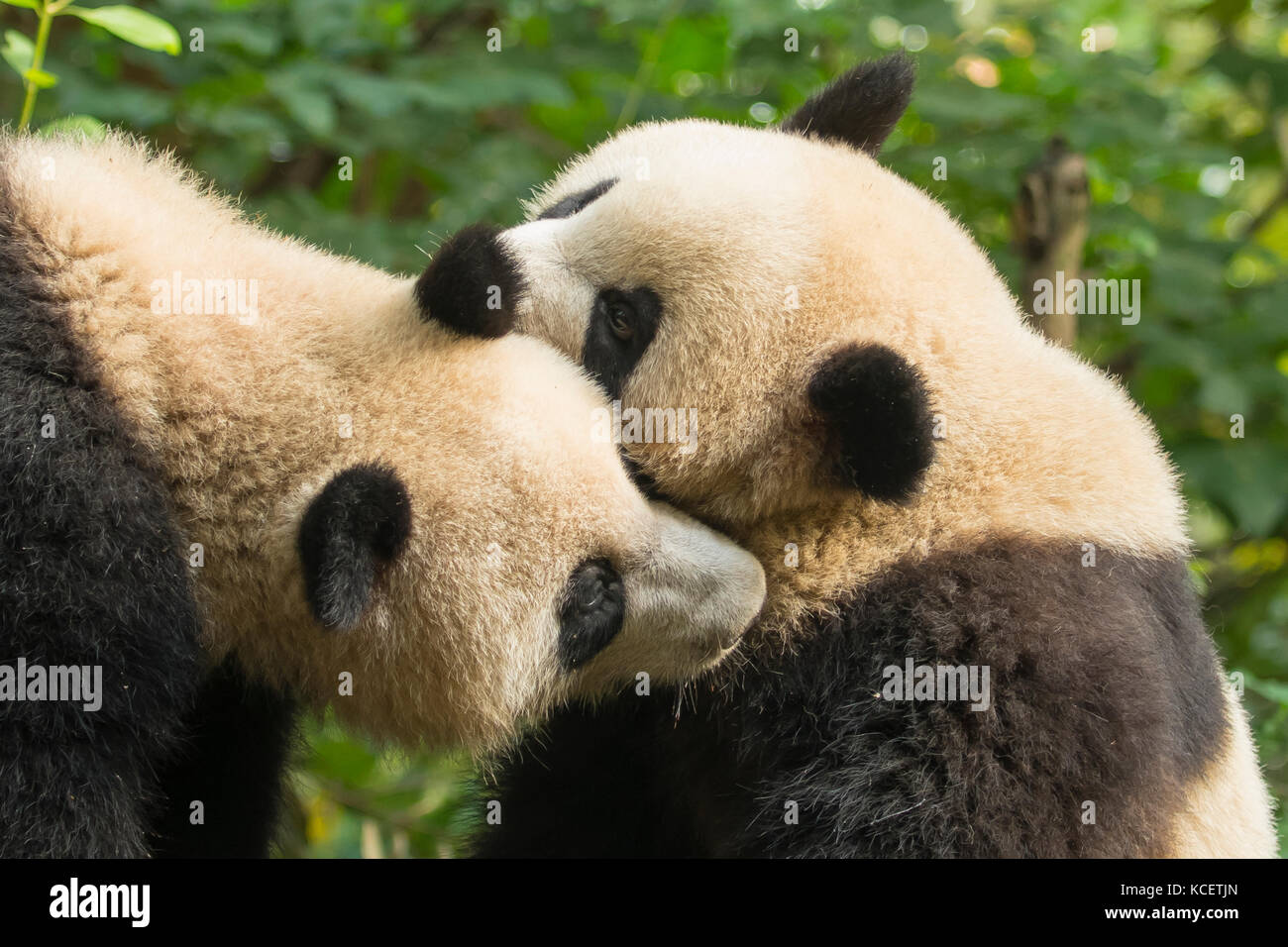 Giant Pandas, Ailuropoda melanoleuca, at Panda Research Base, Chengdu, Sichuan, China Stock Photo