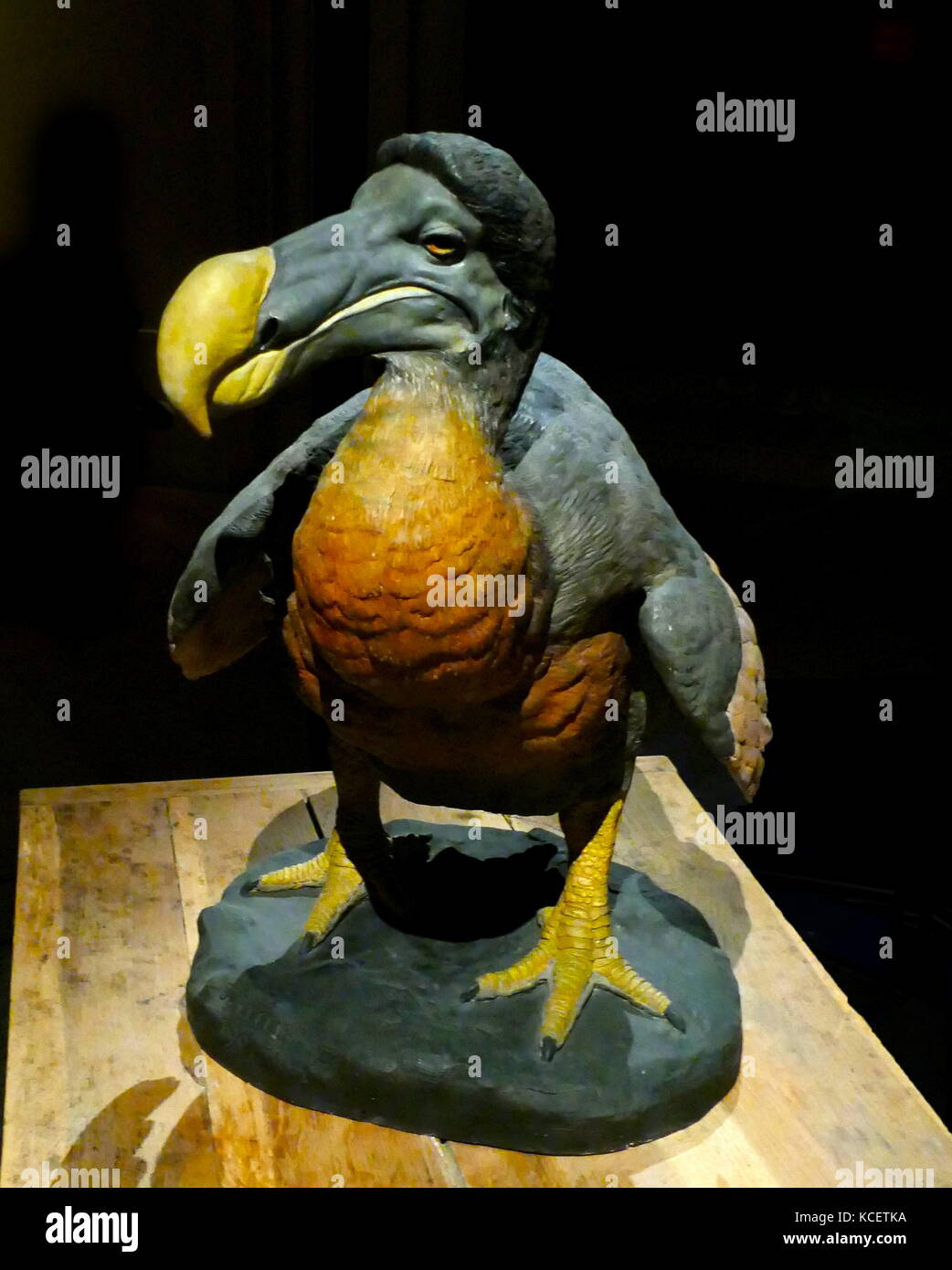 The dodo (Raphus cucullatus) is an extinct flightless bird that was endemic to the island of Mauritius, east of Madagascar in the Indian Ocean Stock Photo