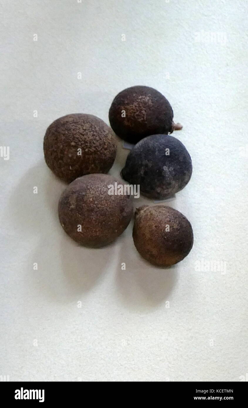 Seeds from the trifoliate orange, Citrus trifoliata or Poncirus