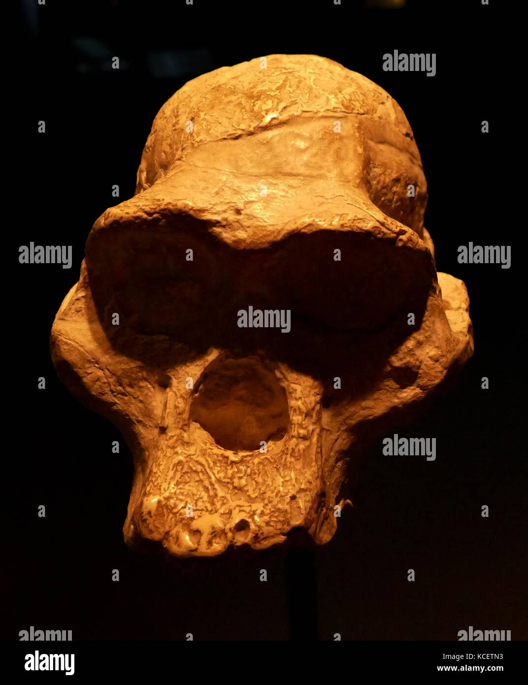 Australopithecus Africanus, an extinct (fossil) species of the australopithecines, the first of an early ape-form species to be classified as hominin (in 1924). dated as living between 3.3 and 2.1 million years ago, or in the late Pliocene and early Pleistocene times; it is debated as being a direct ancestor of modern humans. This skull was found at Taung, South Africa Stock Photo