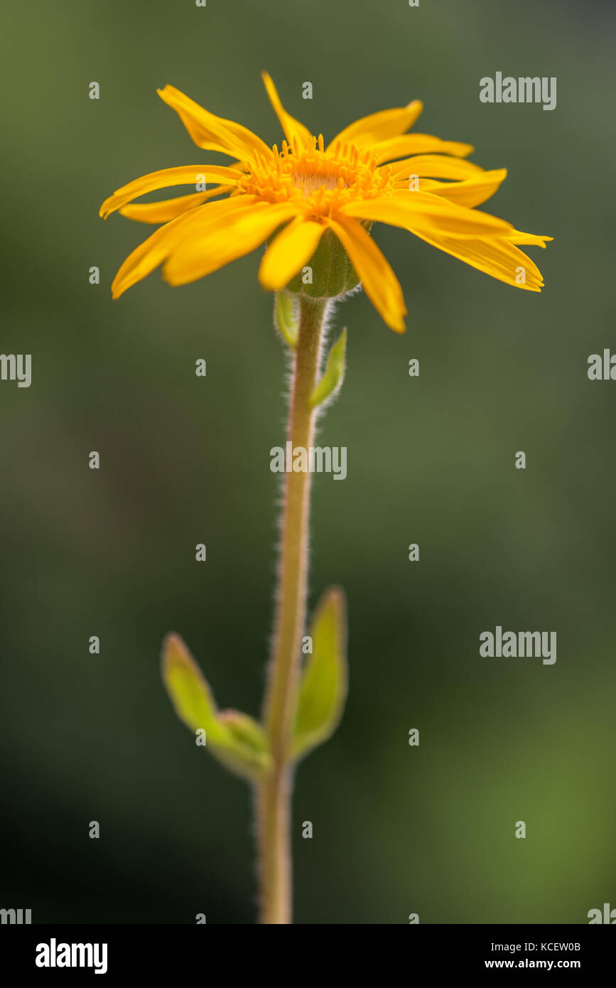 Arnica montana on a blurred green background Stock Photo
