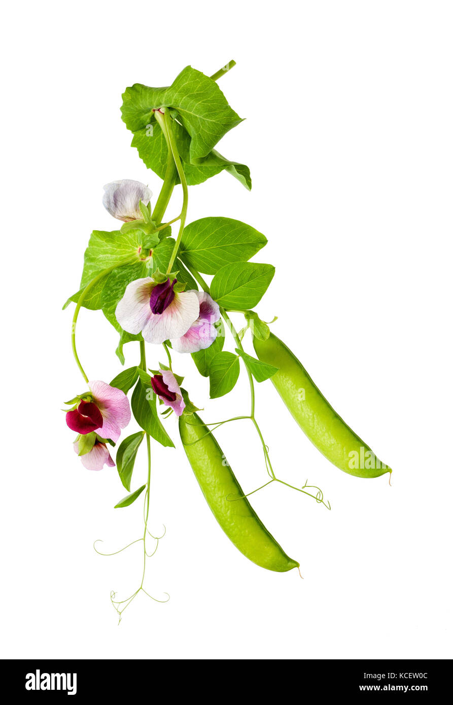 peas flowers  isolated on white Stock Photo