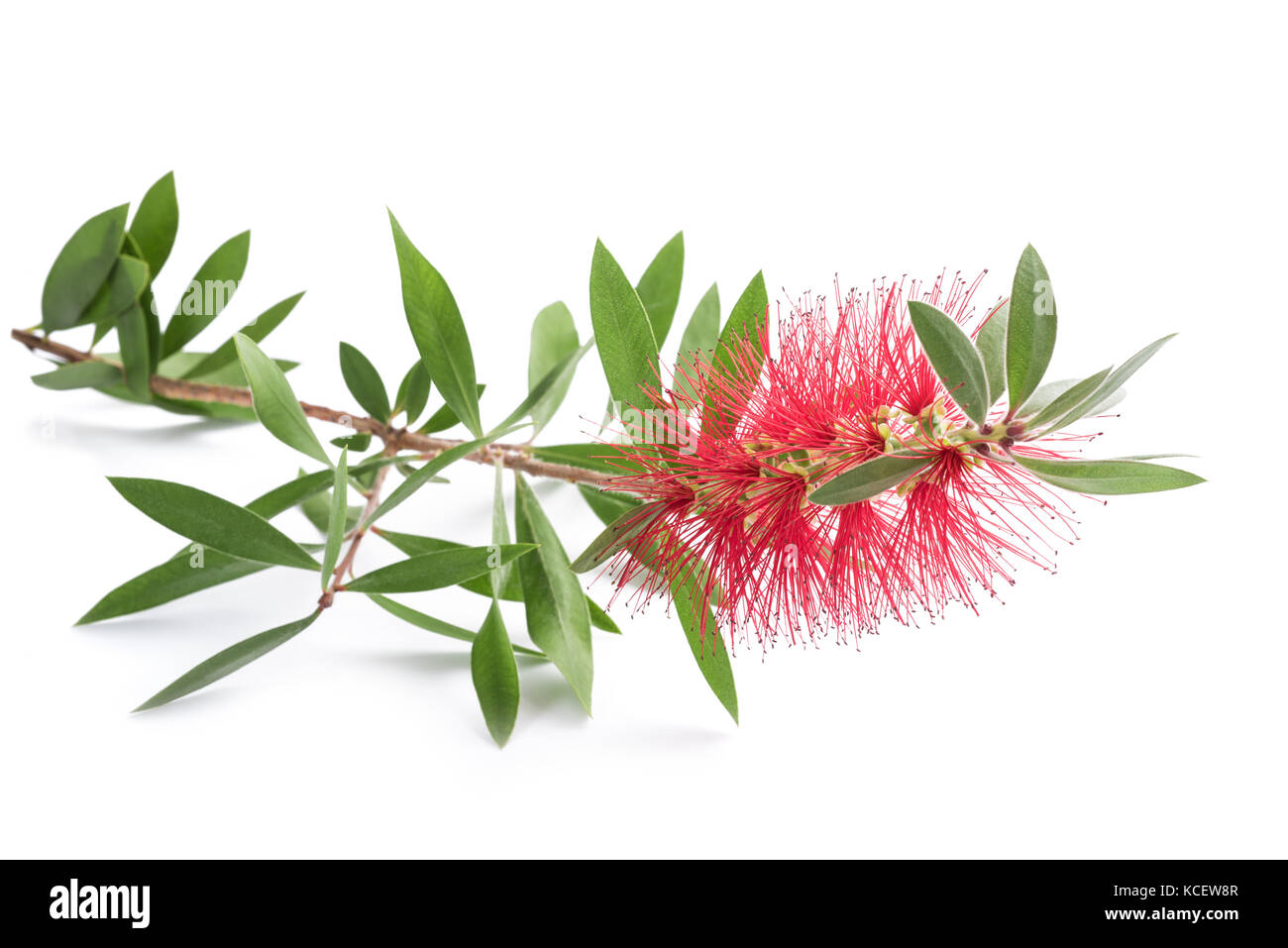 Callistemon Images  Browse 4232 Stock Photos Vectors and Video  Adobe  Stock