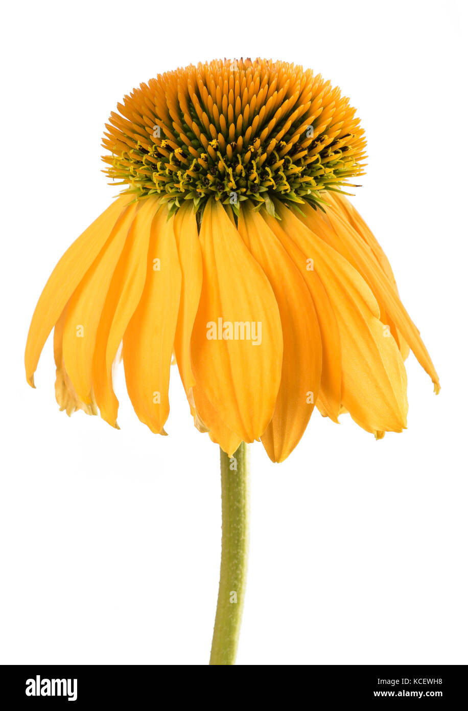 Yellow Coneflower isolated on white background Stock Photo