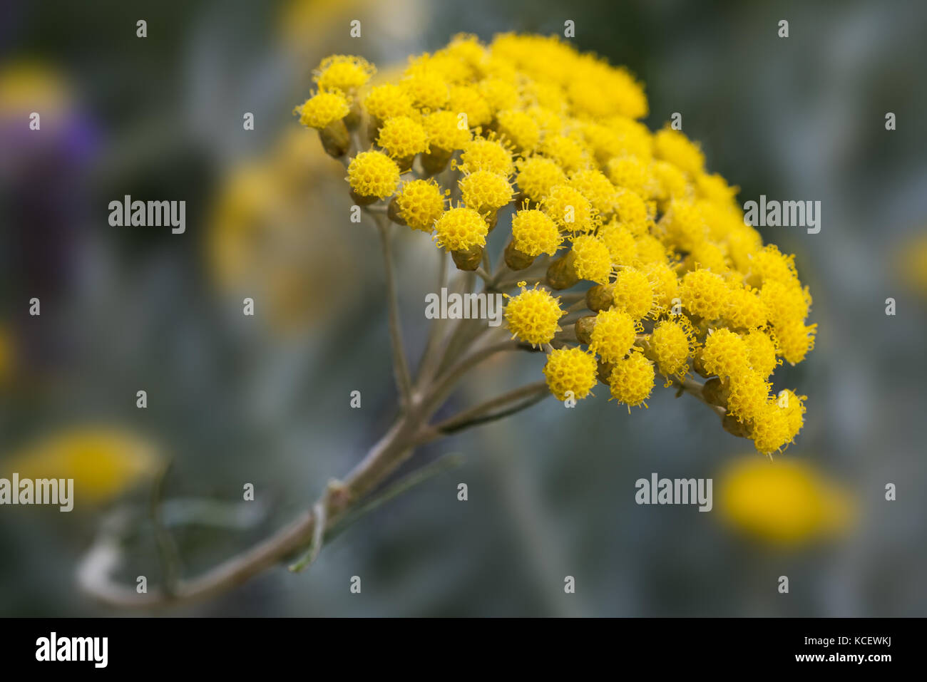 helichrysum flowers on a blurred background Stock Photo