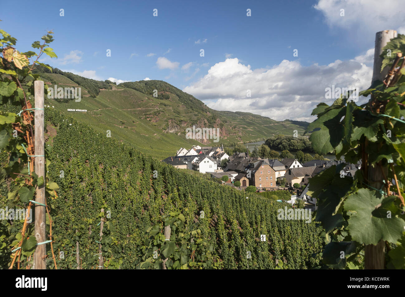 The vineyards and town of Urzig, in the Mosel Valley, Germany Stock Photo