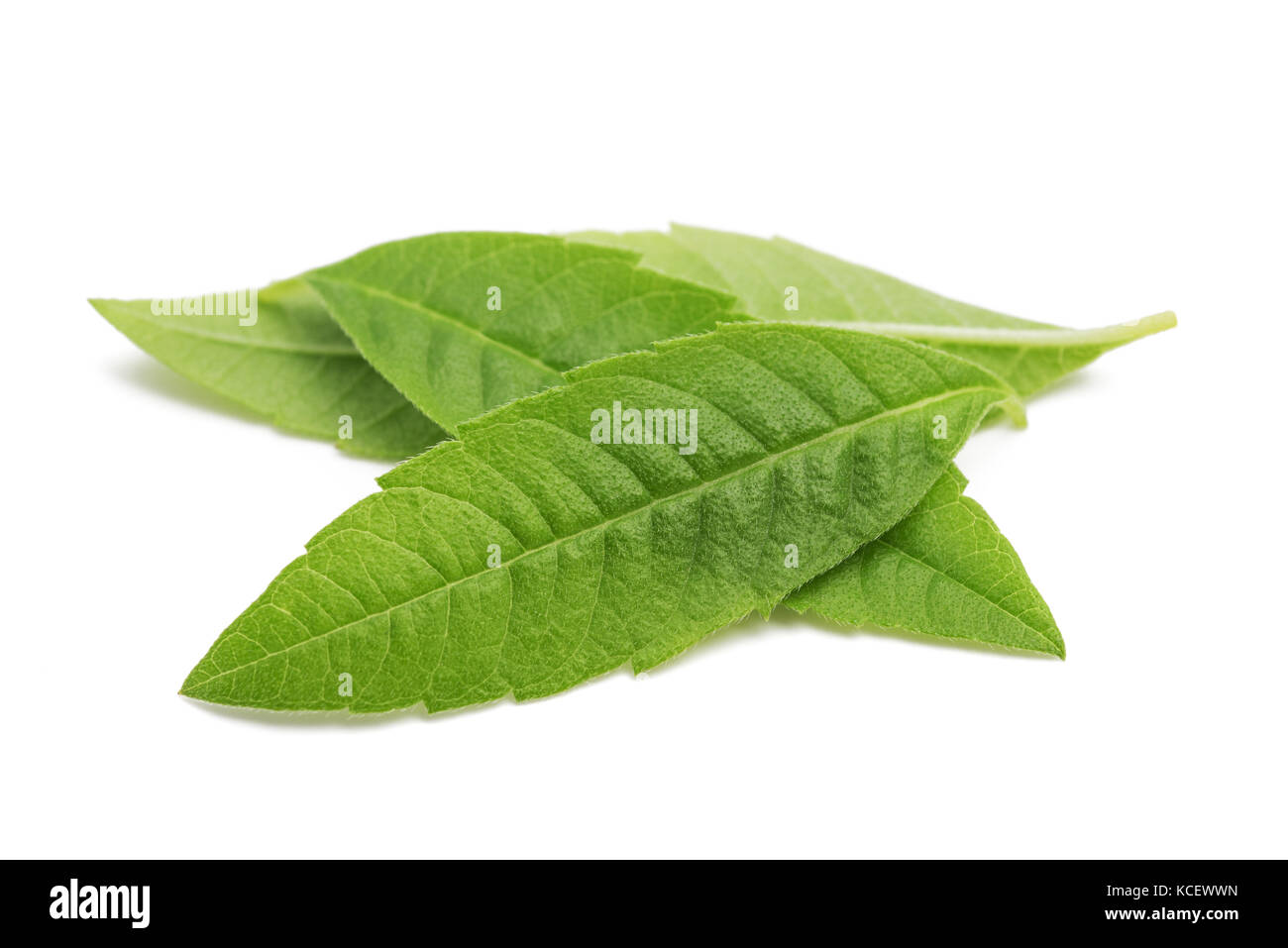 Lemon Verbena leaves (beebrush) isolated on white background Stock Photo