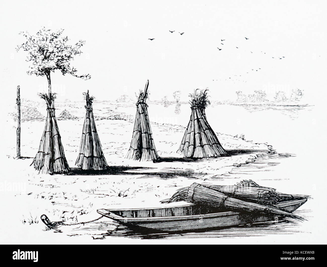 Engraving depicting bunches of rushes set up to dry in rural England. Dated 19th Century Stock Photo