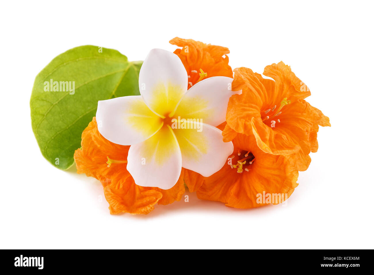 frangipani and cordia subcordata isolated on white background Stock Photo