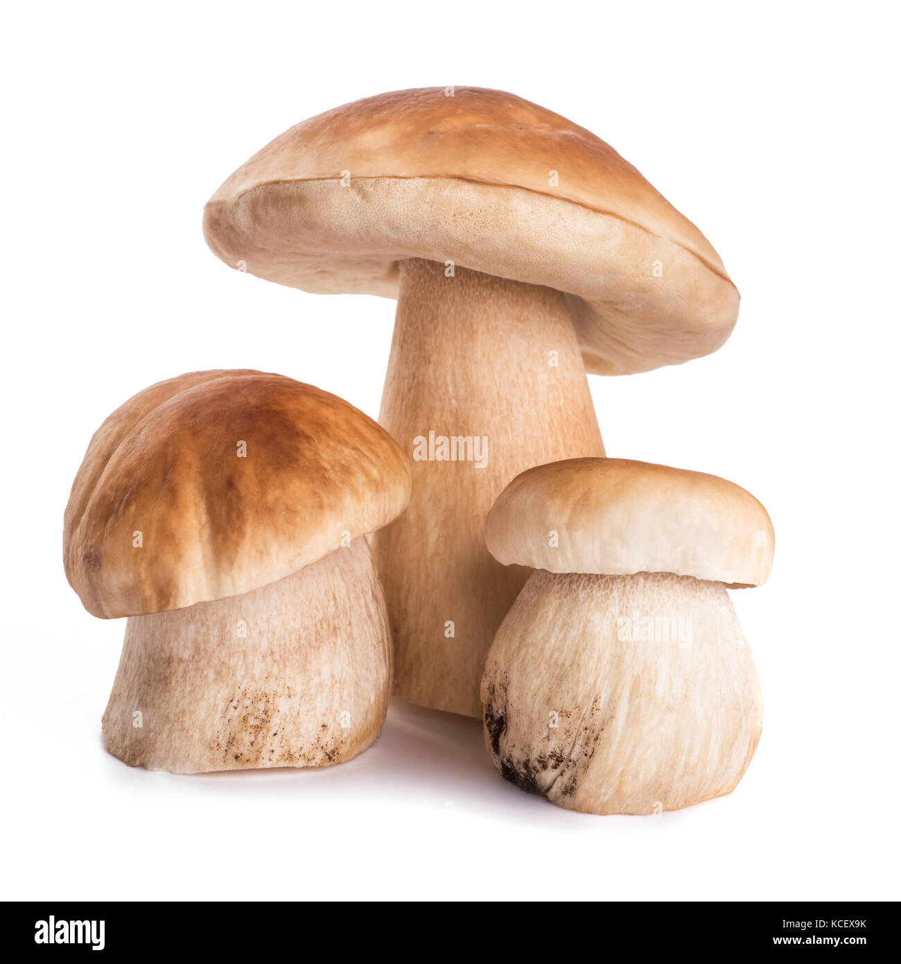 three fresh Mushrooms   isolated  on white background Stock Photo
