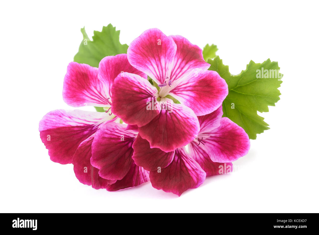 Scented Geranium flowers isolated on white background Stock Photo