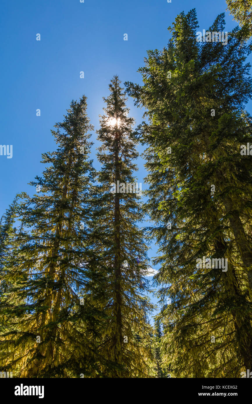 Tall trees along the Rainy Lake Trail in North Cascades National Park in Washington State in the United States Stock Photo