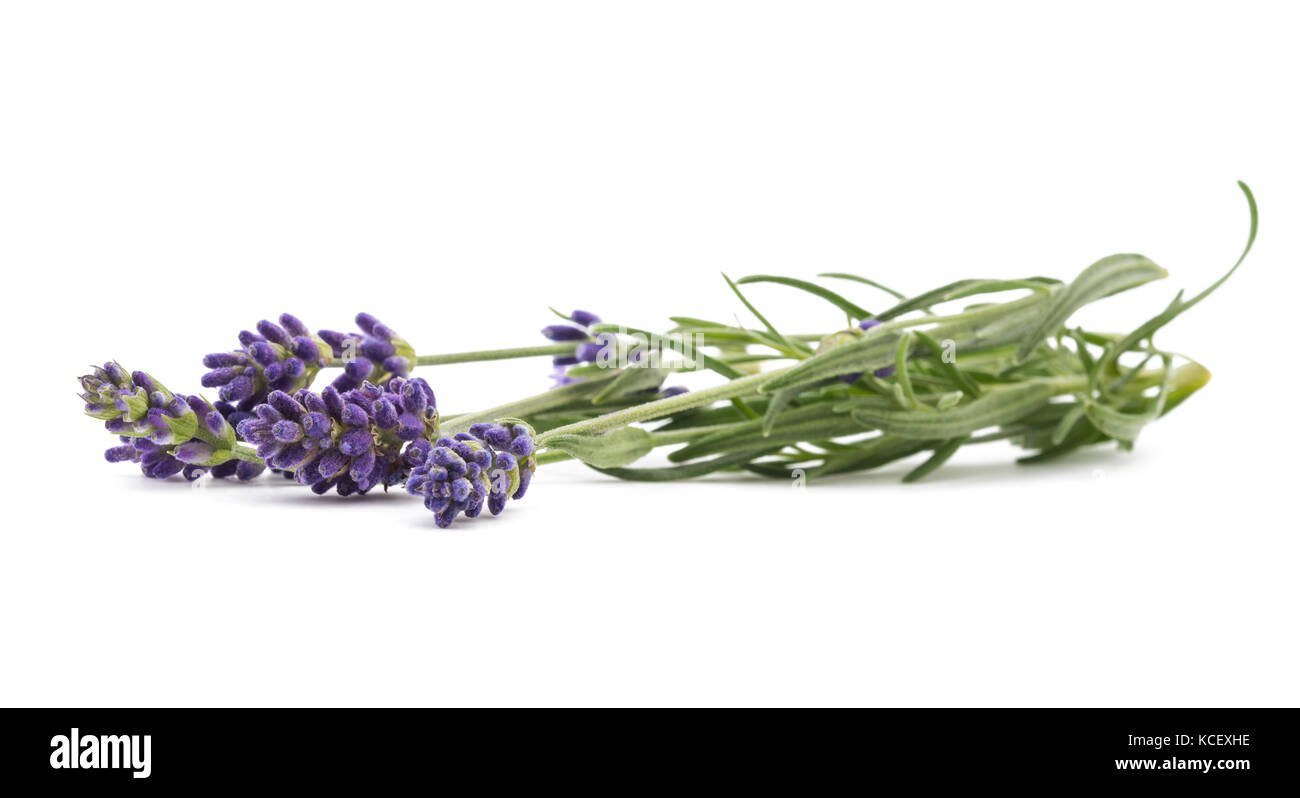 Lavender flowers isolated on white background Stock Photo - Alamy