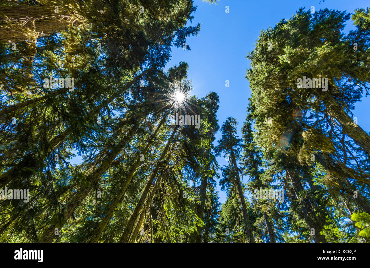 Tall trees along the Rainy Lake Trail in North Cascades National Park in Washington State in the United States Stock Photo