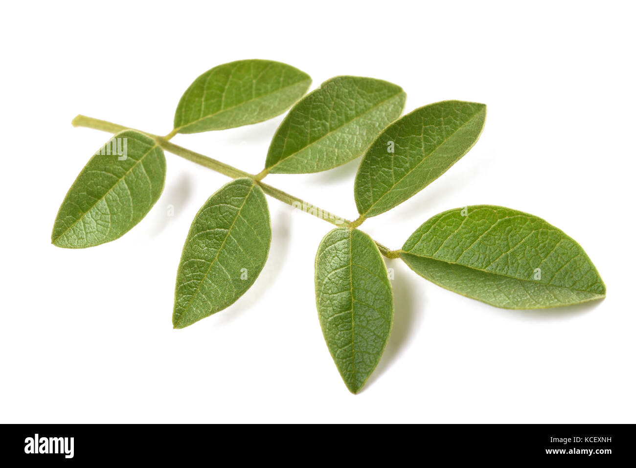 Leaves of licorice plant hires stock photography and images Alamy