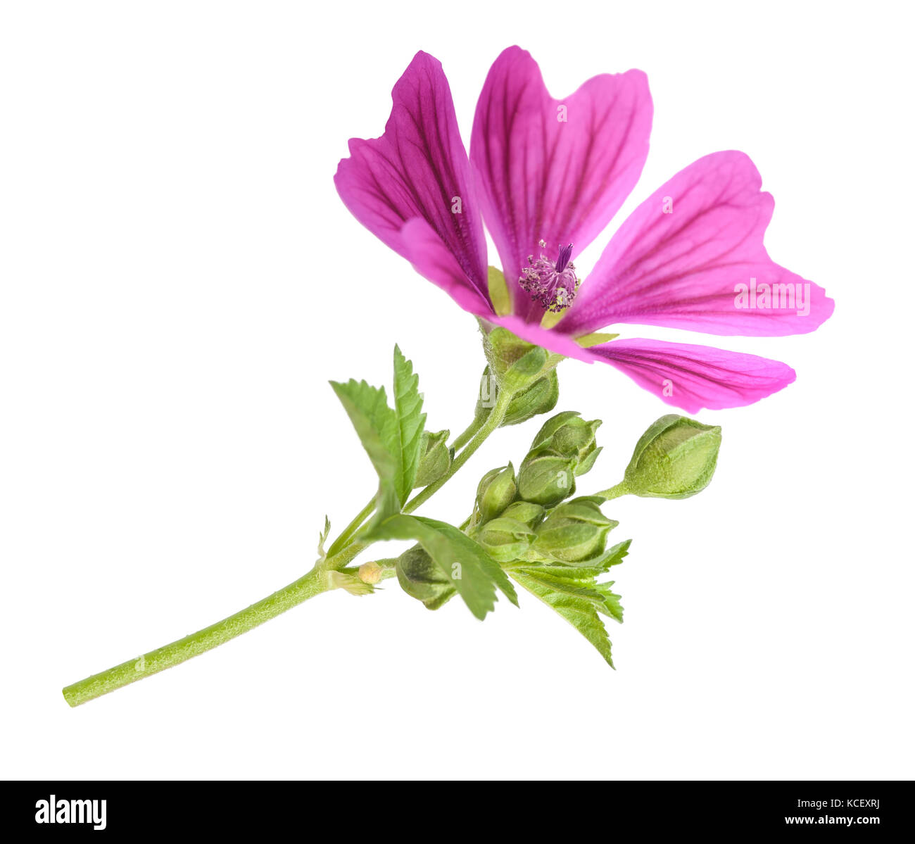 Mallow plant with flower Stock Photo