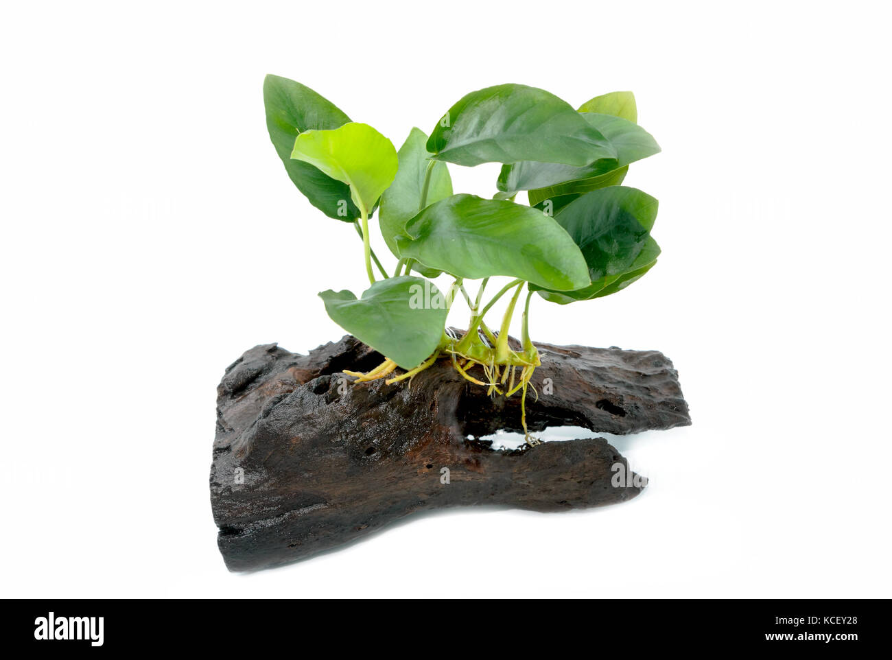 Anubias barteri aquarium plants on small driftwood on white background Stock Photo