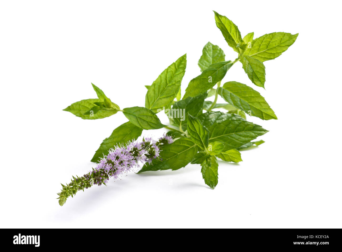 Mint plant with flowers isolated on white Stock Photo Alamy