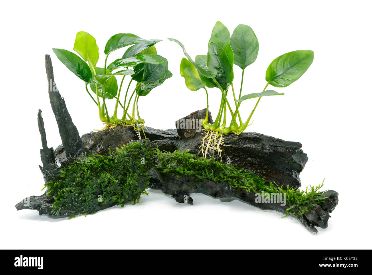 Anubias barteri aquarium plants and green moss on small driftwood Stock