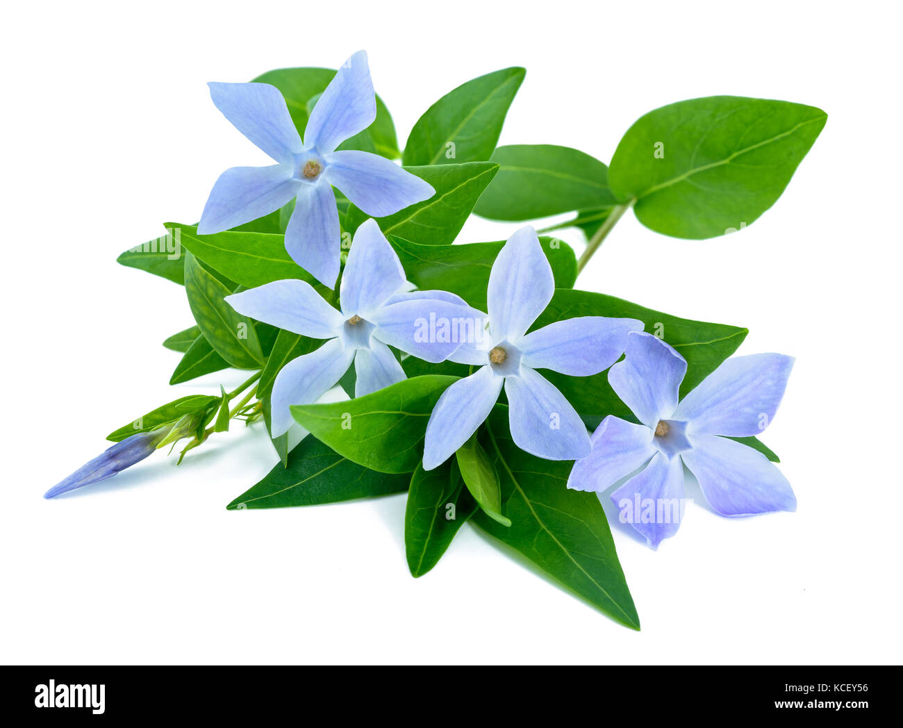 periwinkle flowers isolated on white Stock Photo