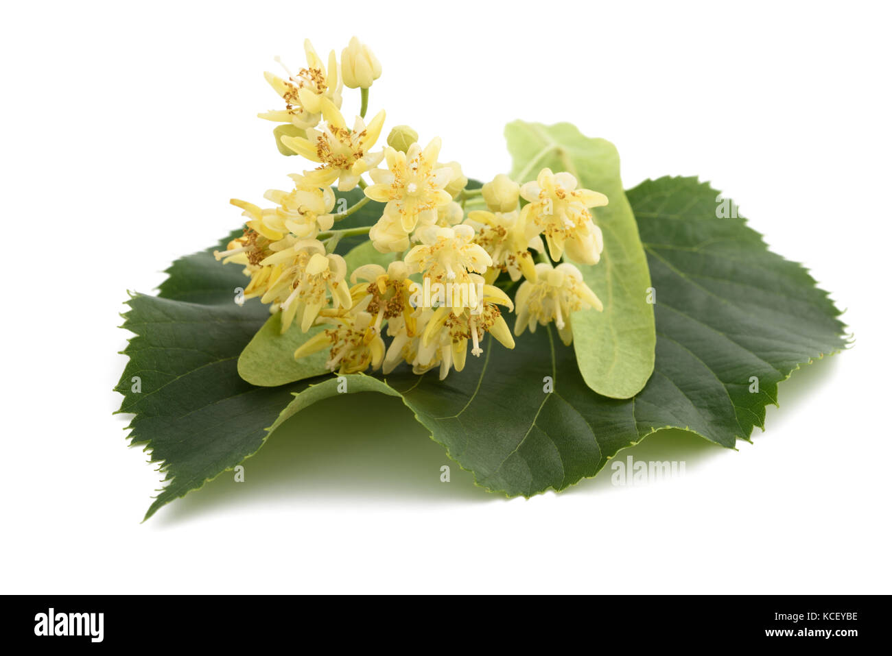 linden leaf with bract and flowers isolated on white background Stock Photo
