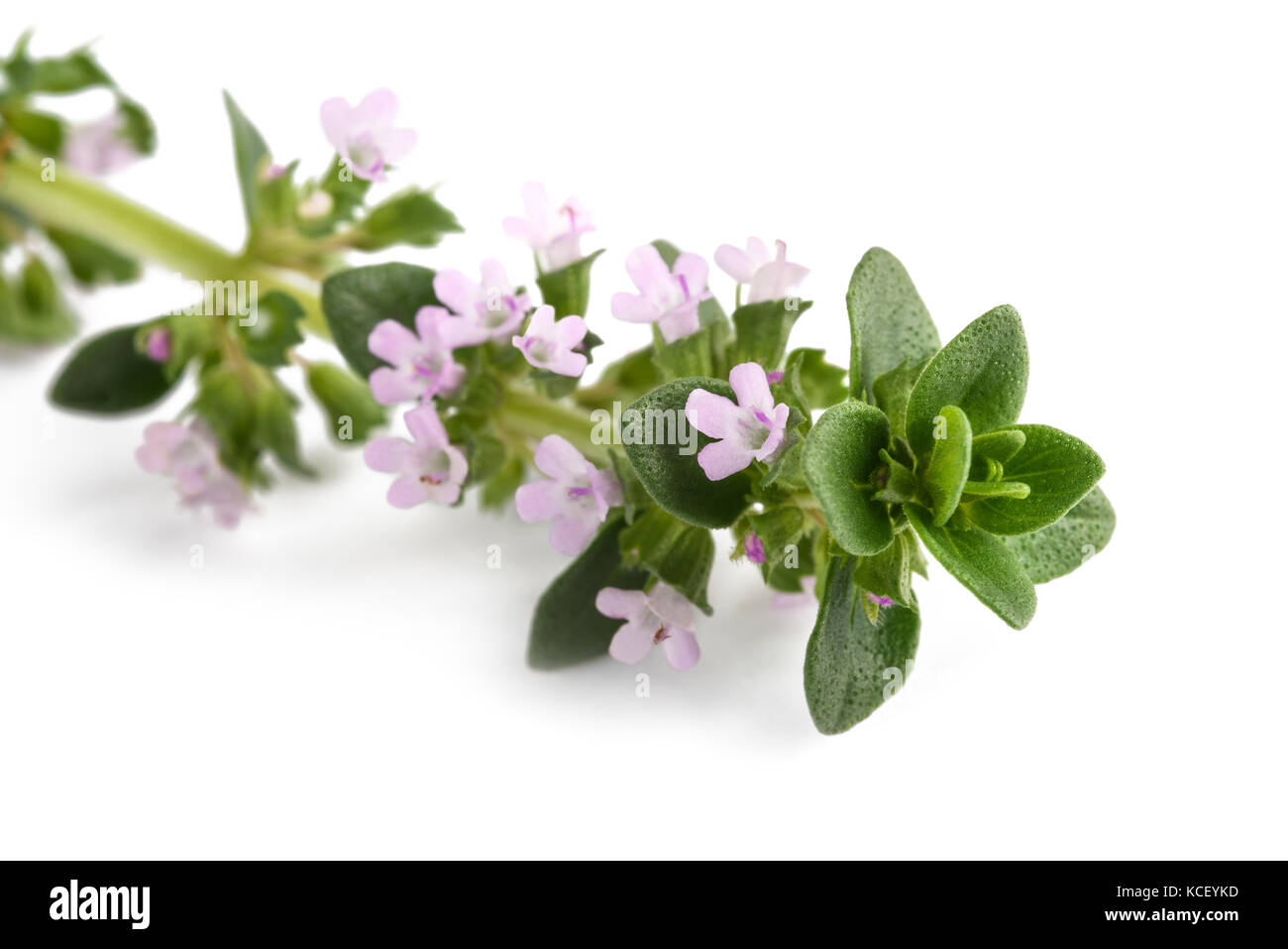 thyme with flowers isolated on white background Stock Photo