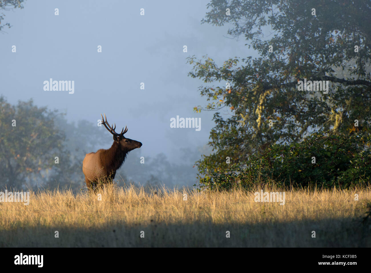 Elkton, OREGON, USA. 4th Oct, 2017. A wild Roosevelt elk bull walks on a hillside near Elkton is