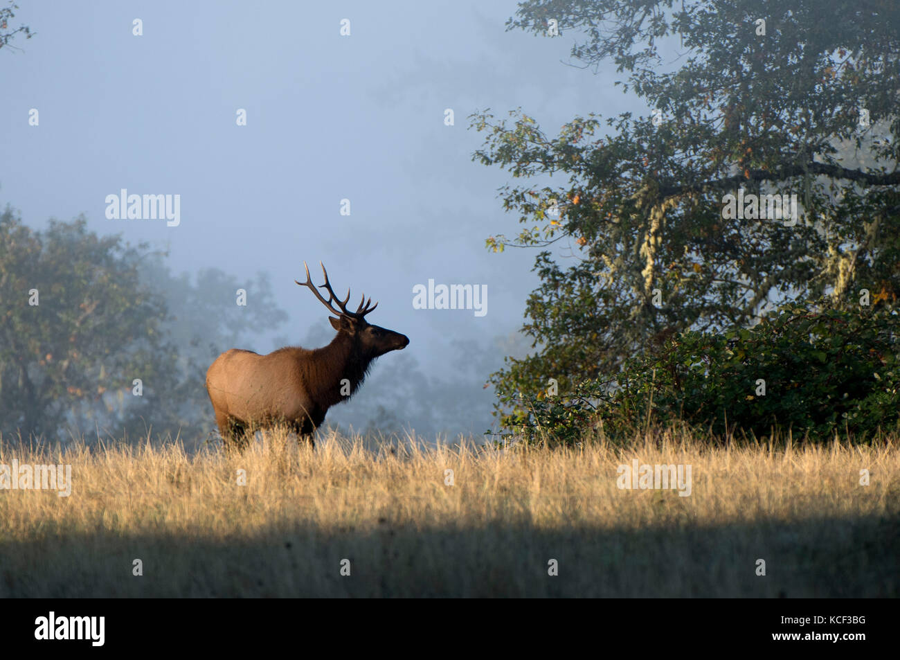 Elkton, OREGON, USA. 4th Oct, 2017. A wild Roosevelt elk bull walks on