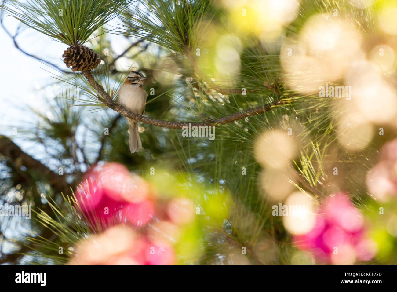Rufous-collared sparrow (Zonotrichia capensis) bird takes a rest on pine tree, sunny day, blurred flowers in the foreground, Asuncion, Paraguay Stock Photo