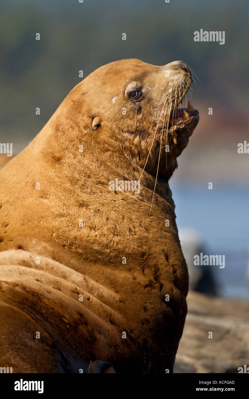 Stellar Sea Lion, Eumetopias jubatus, hauled out at Race Rocks, Near Victoria, British Columbia, Canada Stock Photo