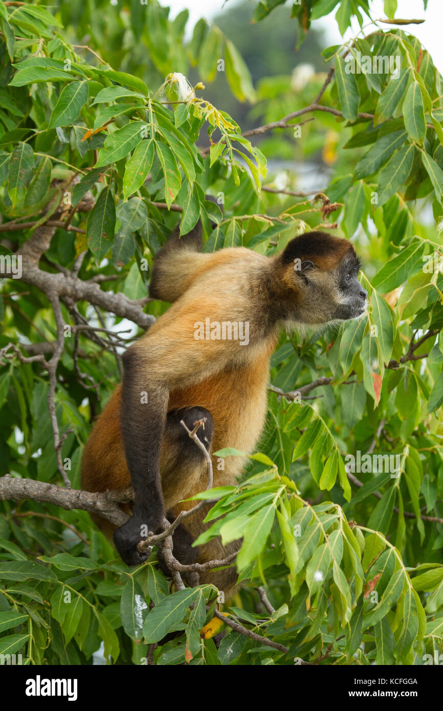 Spider Monkey, Ateles geoffroyi, Central America, Costa Rica Stock Photo