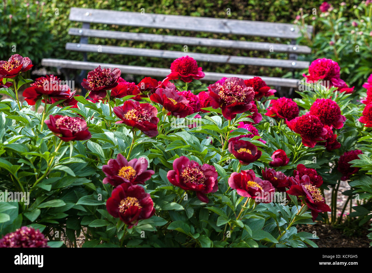 Fragrant Garden Scented Paeonia 'Chocolate soldier' Red Peony garden flowers, garden bench Peonies herbaceous border seat, A quiet place to sit Stock Photo