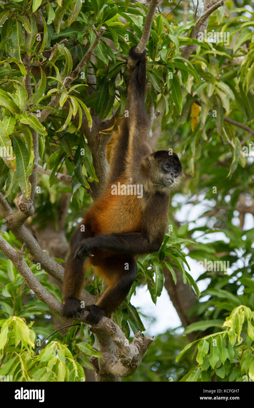 Spider Monkey, Ateles geoffroyi, Central America, Costa Rica Stock Photo