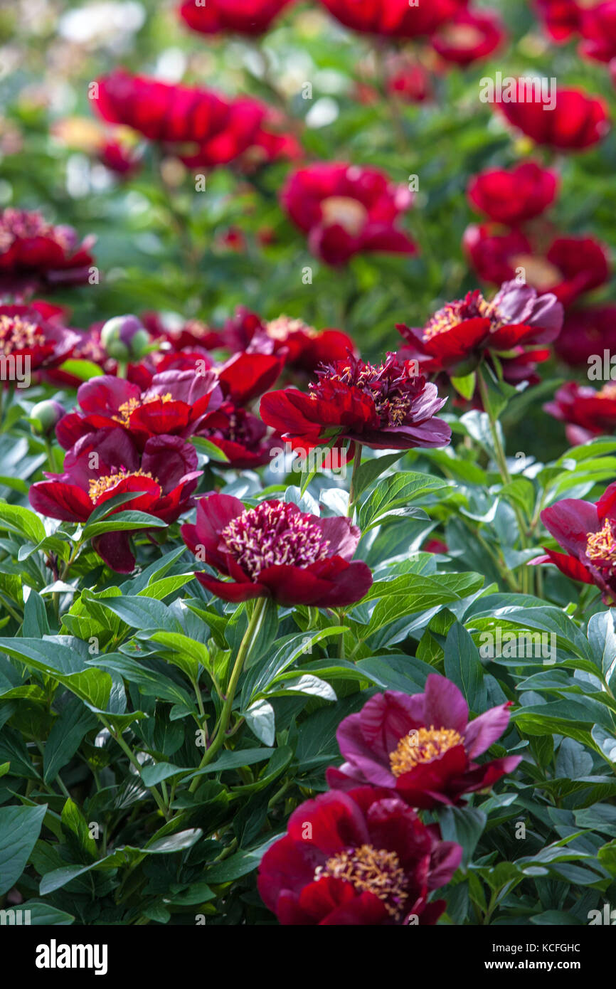 Paeonia " Chocolate soldier “, Red Peony Stock Photo - Alamy